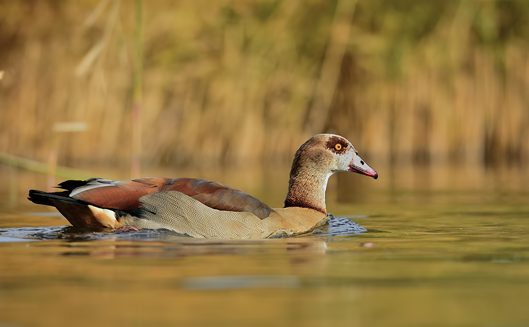 Egyptian Goose — Ana fotoğraf